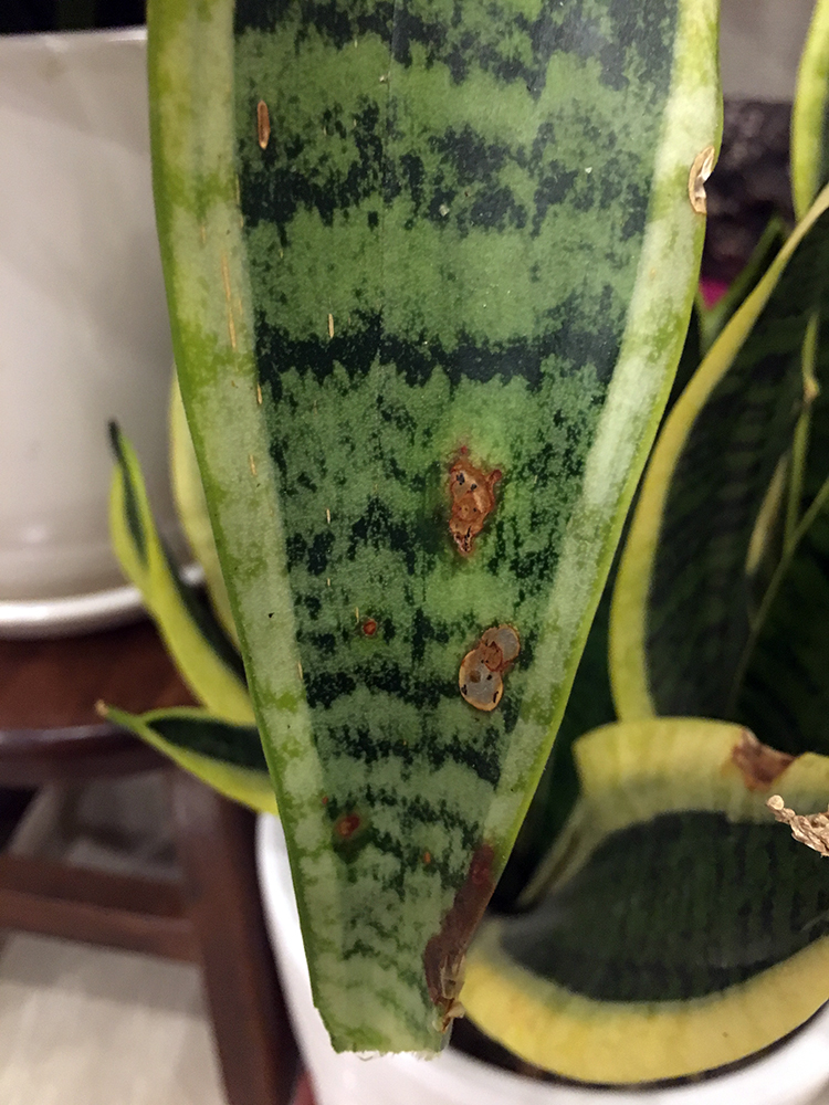 fungal spots on snake plant leaf