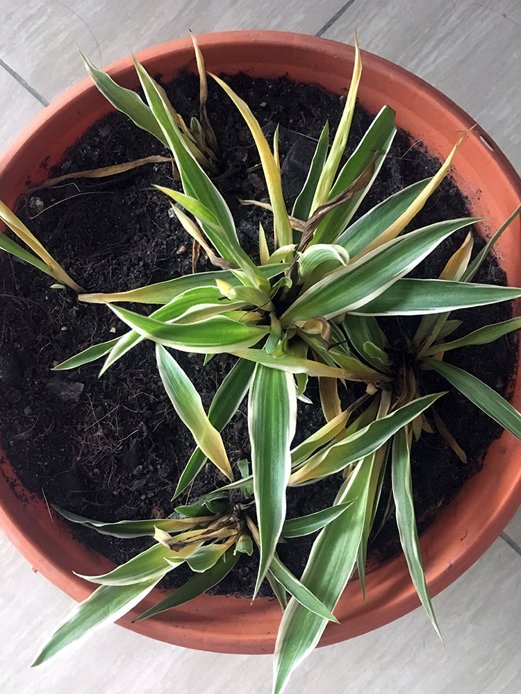 yellow leaves on spider plant